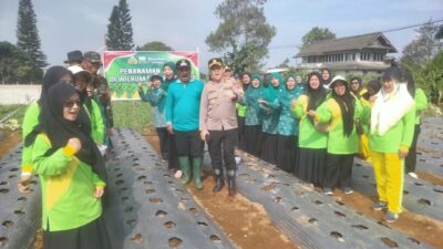 Ramai-Ramai Tanam Jagung di Pacet, dari Polisi sampai Petani Angkat Cangkul