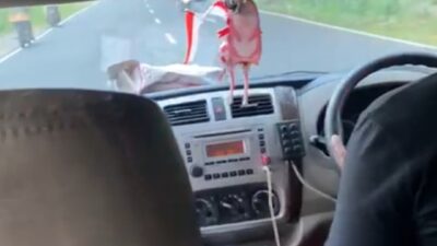 Hadian dan Asrul, Dua Petugas Ambulance Puskesmas Cijedil yang Berlari Melawan Waktu Selamatkan Korban Laka