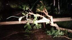 Dampak Cuaca Ekstrem di Tanggeung, Tiang Listrik Roboh, PLN Turun Tangan