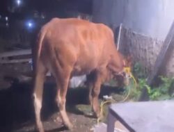 Sapi Kurban Bantuan Geothermal Ditolak Warga