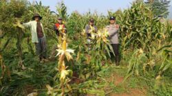 Panen Raya Jagung Hibrida di Mande, Polres Cianjur Perkuat Ketahanan Pangan Nasional