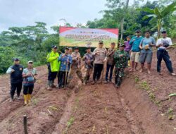 Kapolsek Bojongpicung Turun ke Ladang, Pimpin Penanaman Jagung Hibrida Demi Ketahanan Pangan