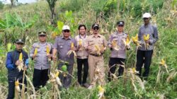 Kapolsek Warungkondang Kawal Ketahanan Pangan, Panen 6 Ton Jagung Hibrida di Gekbrong