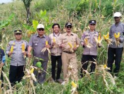 Kapolsek Warungkondang Kawal Ketahanan Pangan, Panen 6 Ton Jagung Hibrida di Gekbrong